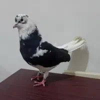 نر غریب گیری