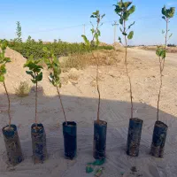 فروش نهال پسته