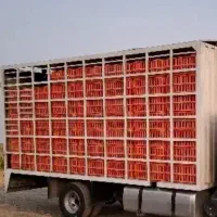 اتاق مرغی هیوندا سبد 200عدد