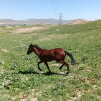 مادیان کورسی درجه یک