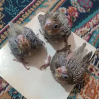 جوجه عروس هلندی