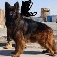 توله ژرمن شپرد