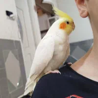 عروس هلندی لوتینیو