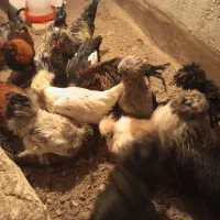 مرغ و خروس پرپا کاکلی