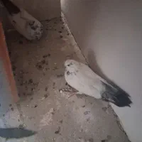 دوعدد کبوتر اصفهانی وتهرانی