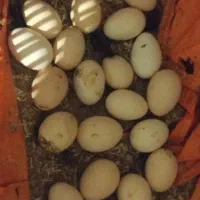 تخم مرغ  نطفه دار از نژاد مرندی اصیل