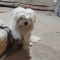 سگ شیتزو قشنگ