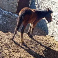 حیوانات اهلی|اسب و تجهیزات اسب‌سواری|قوچان, |دیوار