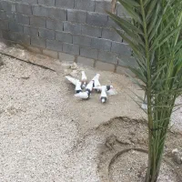 ده تا کبوتر طوقی فروش یکجا