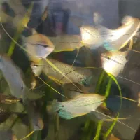 ماهی اکواریم عرضه مستقیم از سالن پرورش ماهی