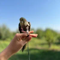 جلیقه پرواز مدرن عروس هلندی