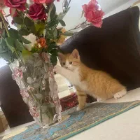 گربه کوچولوی ماده بامزه و بانمک  2 ماهه نژادپرشین