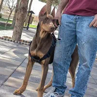 سگ دوبر من بلوطی