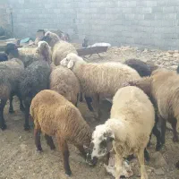 میش آبستن