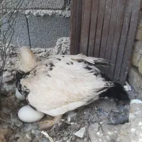 اردک محلی  ماده به همراه ۵عدد جوجه