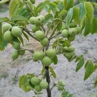 نهالستان گردو فرانسوی و ارقام درجه یک نهال