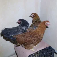 ۳مرغ تخم گذار