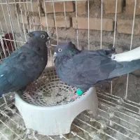سراه‌خرمشهر