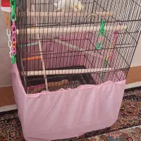 عروس هلندی|پرنده|بشاریات, |دیوار