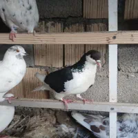 کفتر امری (شیرازی) احتمالا نر