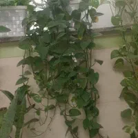 انواع گل گیاه آپارتمانی ویلای