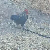خروس سیاه محلی سرحال