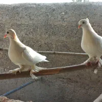 گره زمینی|پرنده|بند زرک, |دیوار