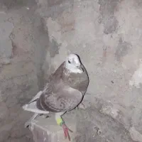 جوانه بور مگس