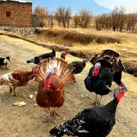 بوقلمون محلی