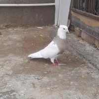 طوقی|پرنده|کوهدشت, |دیوار