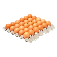 پخش تخم مرغ زرده طلایی و ساده (عمده و شانه‌ای)