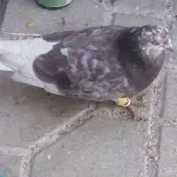 سه تا کفتر نر بیرونی|پرنده|شیراز, دارالرحمه|دیوار