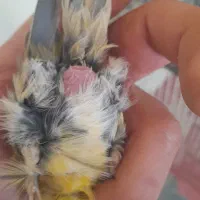 قناری ماده سبز آماده|پرنده|شیراز, بریجستون|دیوار