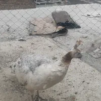 طاوس|پرنده|چهارباغ, |دیوار