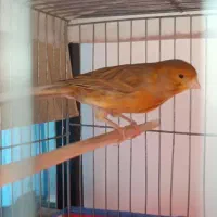 قناری سرخ نر