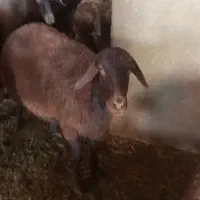 میش و بره|حیوانات مزرعه|شاهرود, |دیوار