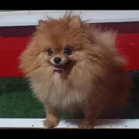 سگ پامرانین برای کشش (جفت زدن)