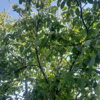 باغ۵۵۰متری سپیدان|فروش زمین و ملک کلنگی|سپیدان, |دیوار