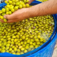 زیتون کنسروی
