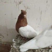 نر کله زرد لون