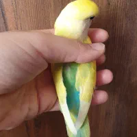 دو عدد کوتوله برزیلی طوطی