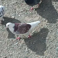 کفتر|پرنده|خنجین, |دیوار