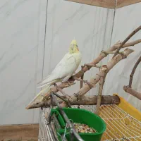 عروس لوتینو سالم  ۴ ماه