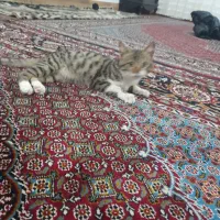 واگذاری گربه