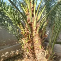 پاجوش نخل  برحی موجود هست