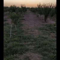 480-متر-باغچه-سنددار-پروژه-سرو