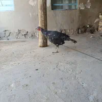 بوقلمون|حیوانات مزرعه|نورآباد, |دیوار