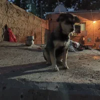 توله سگ هاسکی
