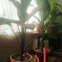 گل دیفن باخیا|گل و گیاه طبیعی|شیراز, گویم|دیوار