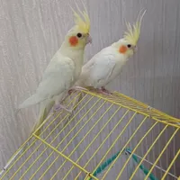 عروس هلندی